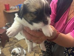 Shitzu metis baieti si fete iubitori in varsta de 6 saptamani