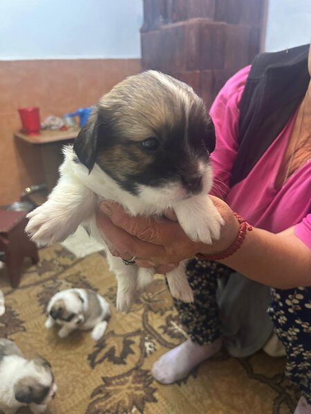 Shitzu metis baieti si fete iubitori in varsta de 6 saptamani