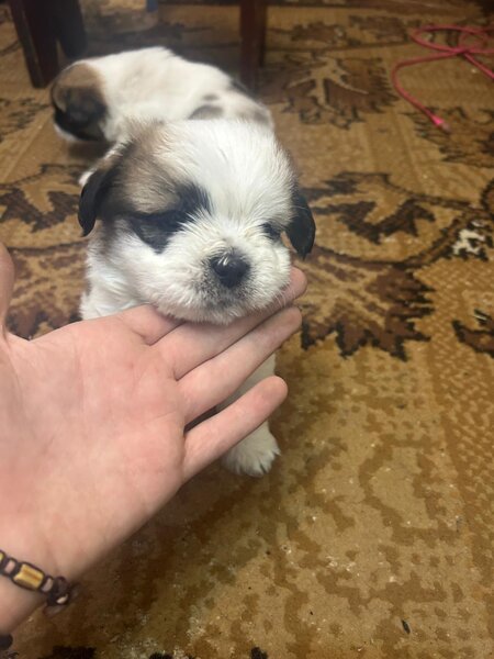 Shitzu metis baieti si fete iubitori in varsta de 6 saptamani