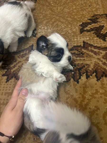 Shitzu metis baieti si fete iubitori in varsta de 6 saptamani