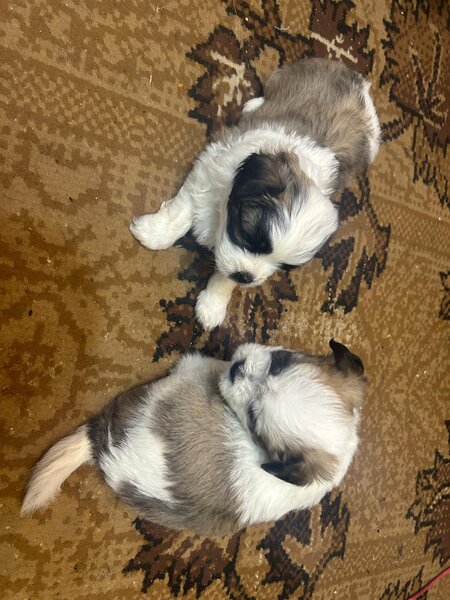 Shitzu metis baieti si fete iubitori in varsta de 6 saptamani