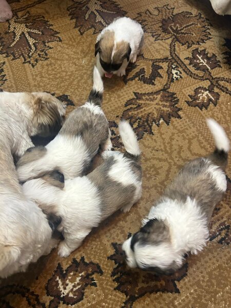 Shitzu metis baieti si fete iubitori in varsta de 6 saptamani