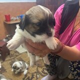 Shitzu metis baieti si fete iubitori in varsta de 6 saptamani